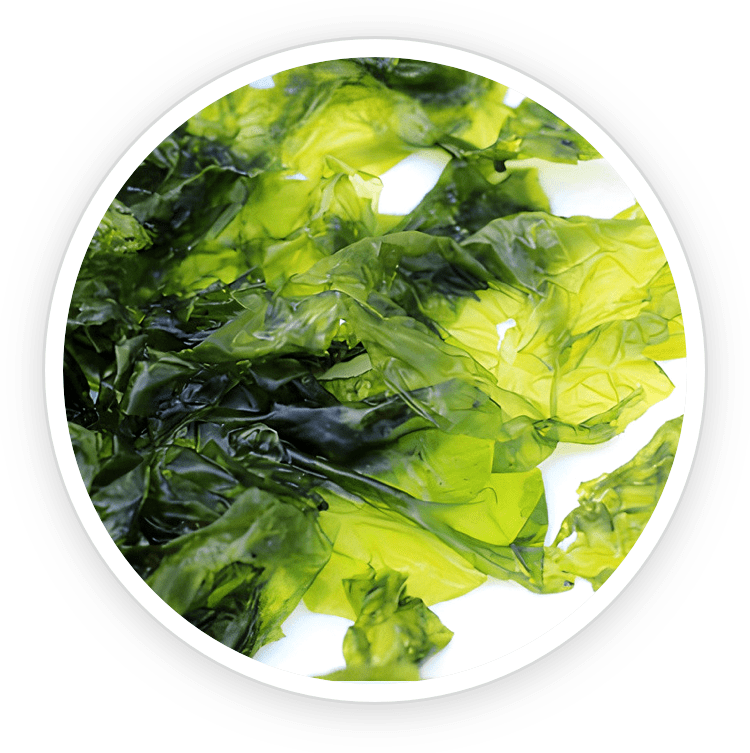 Illustration of Nori Yaki Extract Powder, seaweed used in Prostadine that improves prostate health and reduces inflammation in the bladder and urinary tract.