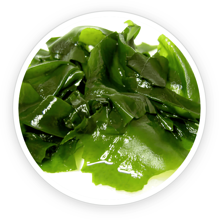Illustration of Wakame Extract, a Prostadine ingredient rich in iodine and fucoidan, supporting urinary health and providing antibacterial benefits for the prostate.