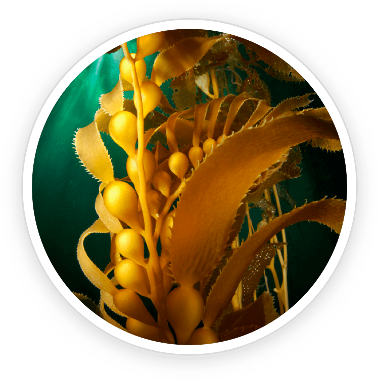 Illustration of Kelp Powder, a key Prostadine ingredient that reduces bladder wall inflammation and supports prostate health.
