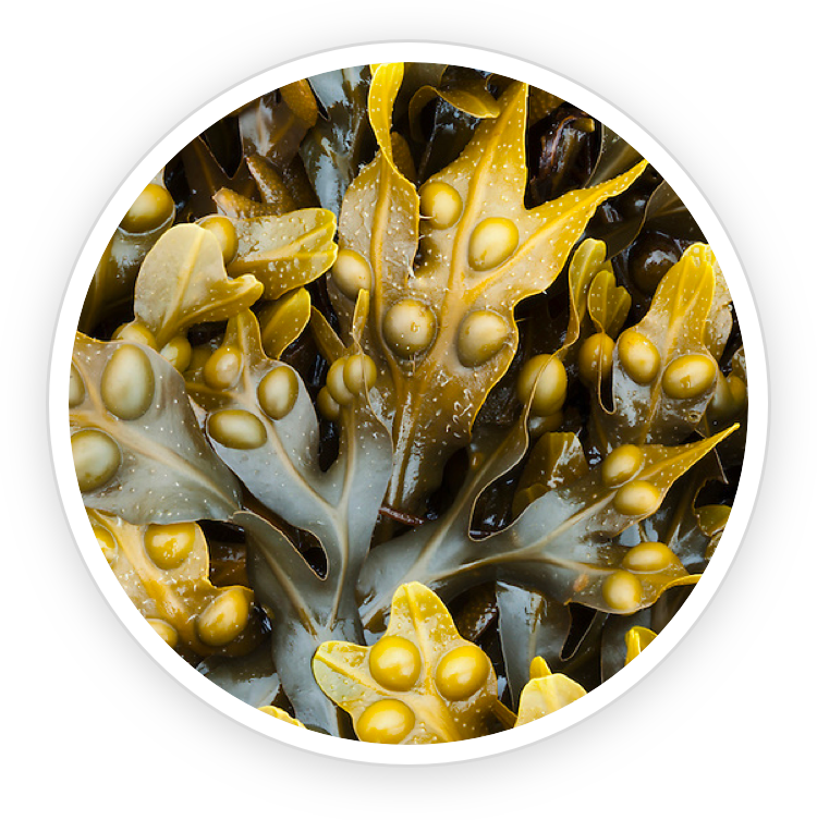 Illustration of Bladderwrack Powder, a Prostadine ingredient that strengthens prostate cells and ensures a smooth and constant urinary flow.