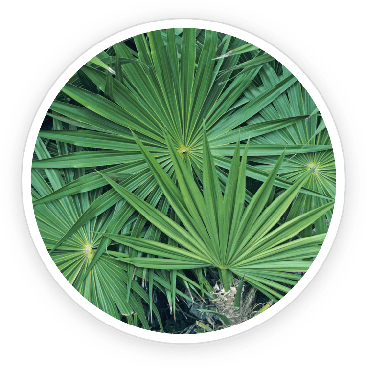 Illustration of Saw Palmetto Extract, a natural ingredient in Prostadine known for reducing symptoms of BPH and supporting prostate cell health.