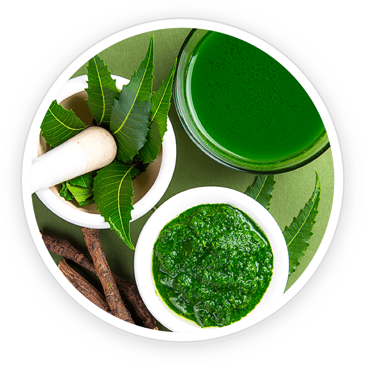 Illustration of Neem extract, a powerful antioxidant ingredient in Prostadine that protects prostate cells against cellular damage and supports natural detox.